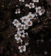 Leptospermum coriaceum
