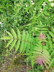 Ailanthus altissima