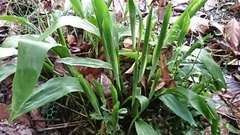 Aspidistra