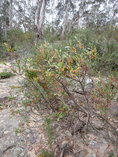 Image of Daviesia mimosoides by (c) Nina Kerr, some rights reserved (CC BY)