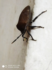 Coridius