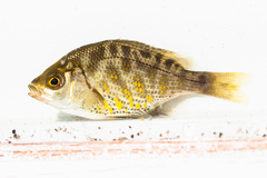 Hysterocarpus traskii pomo