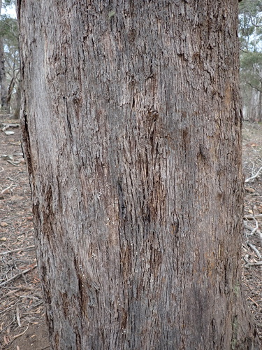 Image of Eucalyptus radiata by (c) Nina Kerr, some rights reserved (CC BY)