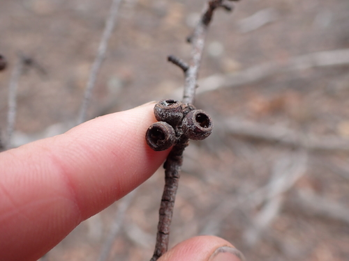Image of Eucalyptus radiata by (c) Nina Kerr, some rights reserved (CC BY)