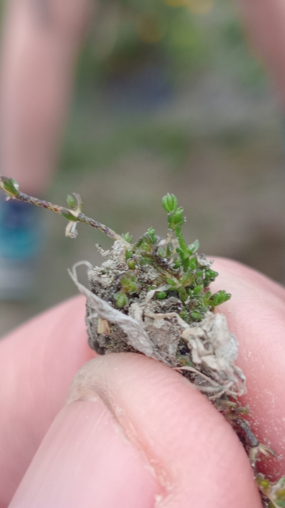 Crassula sinclairii 2