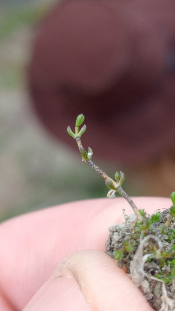 Crassula sinclairii