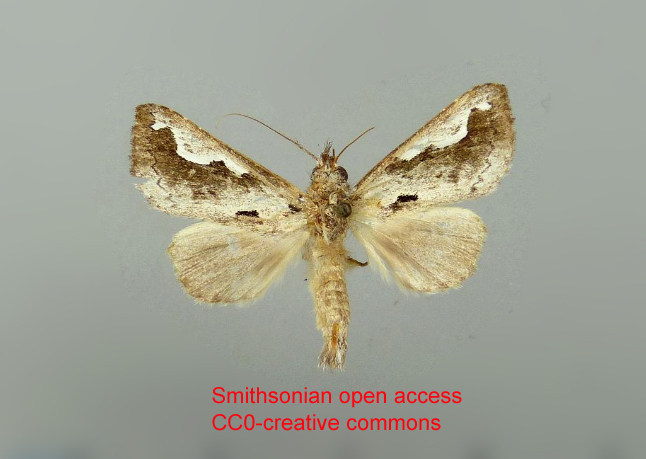 Phyllopalpia branda