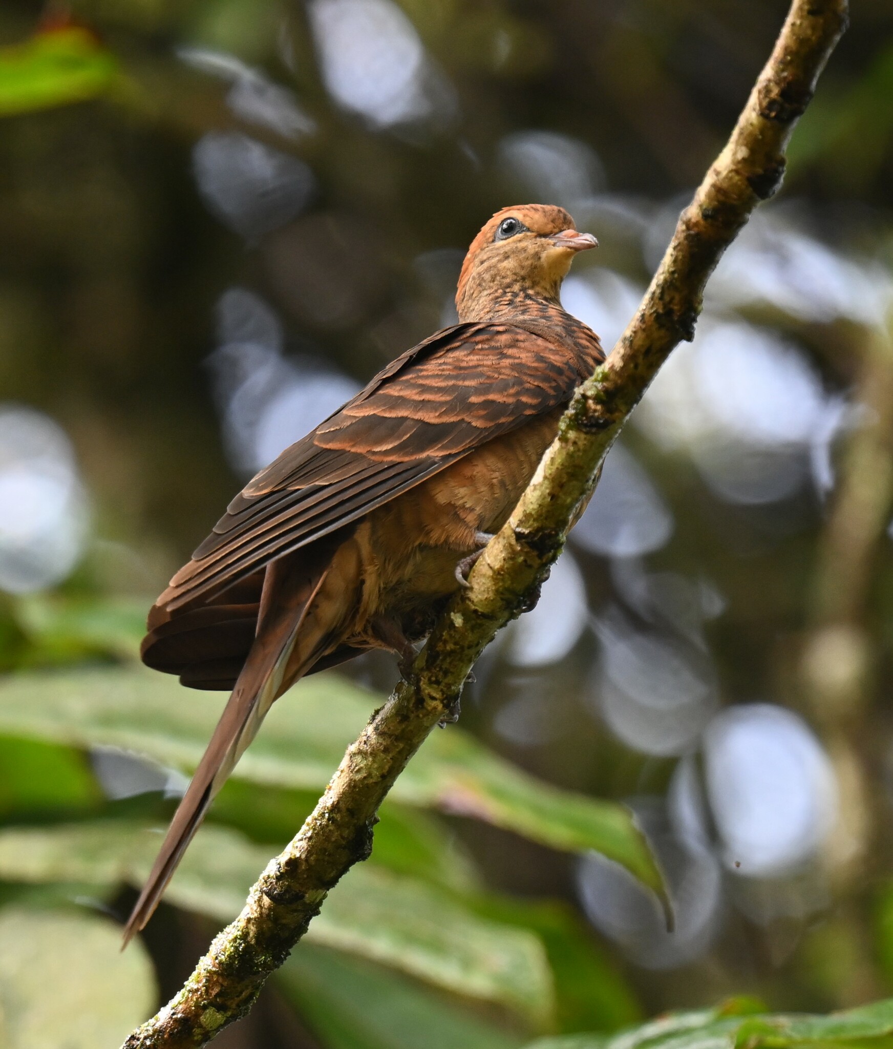 Little Cuckoo-Dove