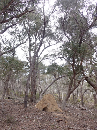 Image of Eucalyptus radiata by (c) Nina Kerr, some rights reserved (CC BY)
