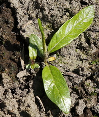 Salix schwerinii