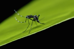 Aedes scutellaris