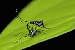 Aedes scutellaris