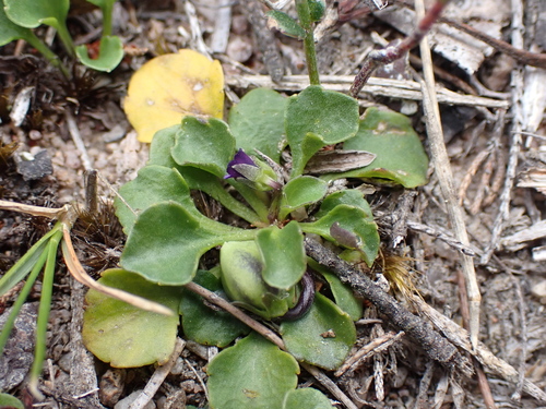 Image of Viola fuscoviolacea by (c) Nina Kerr, some rights reserved (CC BY)