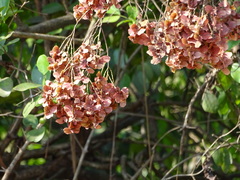 Terminalia paniculata