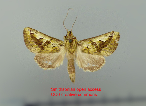 Phyllopalpia viridis