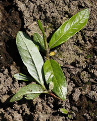 Salix schwerinii