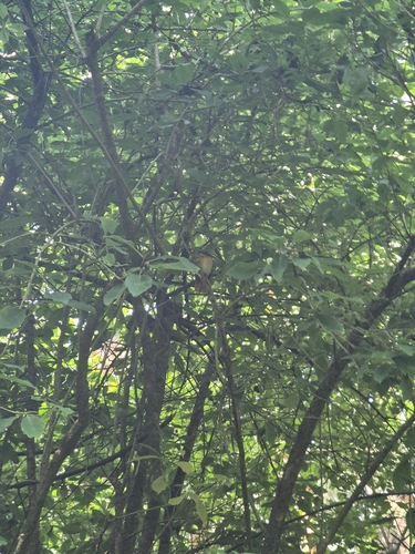 Black-and-orange Flycatcher (Ficedula nigrorufa), photo 9