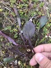 Solidago virgaurea lapponica