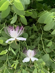 Capparis spinosa