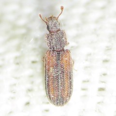 Colydiinae