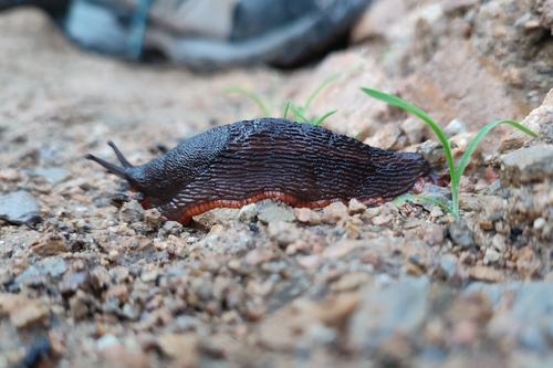 Arion lusitanicus observed 2024-11-08
