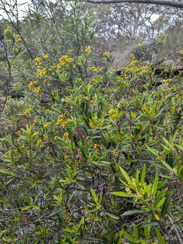 Image of Tristania neriifolia by (c) David Thompson, some rights reserved (CC BY)