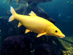 Iberian Long-Snout Barbel photo 3
