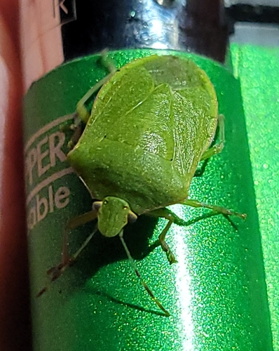 Southern Green Stink Bug photo 5