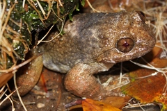 Quasipaa exilispinosa