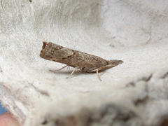 Neodactria