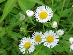 Erigeron annuus