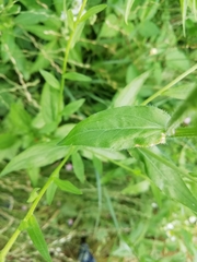 Erigeron annuus