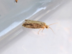 Proteoteras crescentana