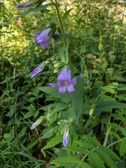 Campanula trachelium