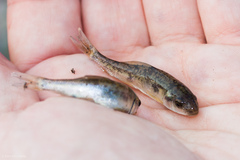 Catostomus occidentalis
