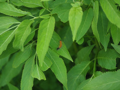 Spilarctia postrubida