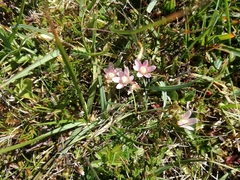 Lysimachia tenella