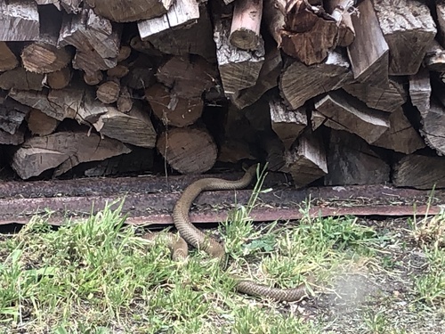 Eastern Brown Snake sighting
