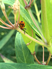 Oncopeltus fasciatus