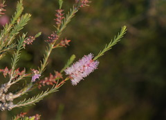Melaleuca gibbosa