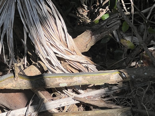 Common Tree Snake sighting