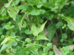 Leucauge celebesiana