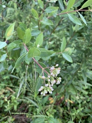Apocynum × floribundum