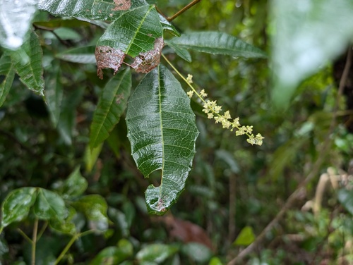 palo blanco (Allophylus crassinervis)