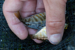 Hysterocarpus traskii pomo