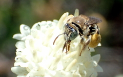 Anthophorula torticornis