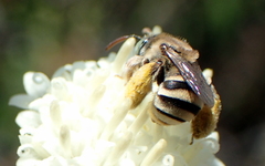 Anthophorula torticornis