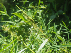 Scleria terrestris