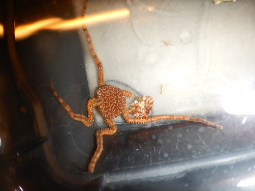 Ophiomyxa pentagona