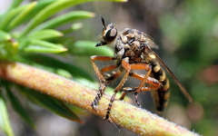 Callinicus pictitarsis